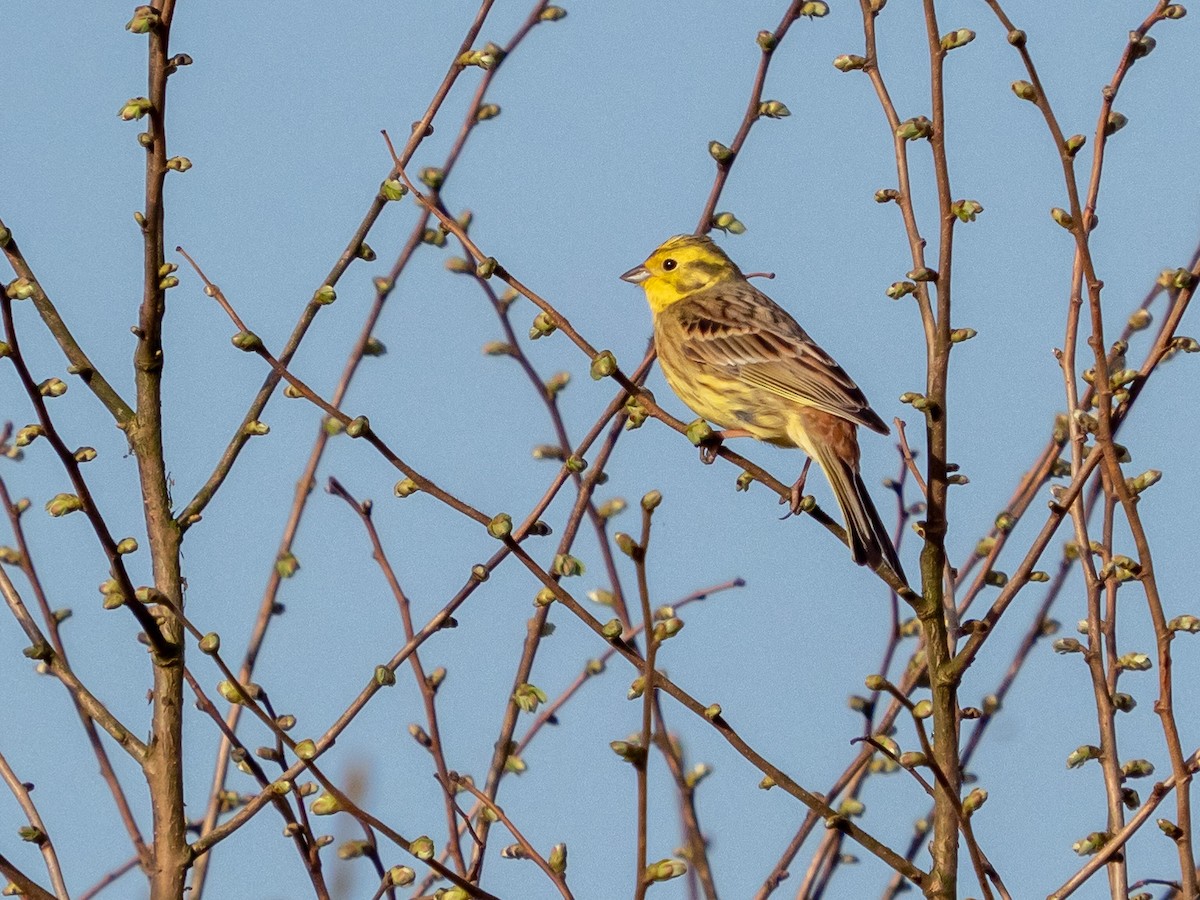 Yellowhammer - John Tebbet