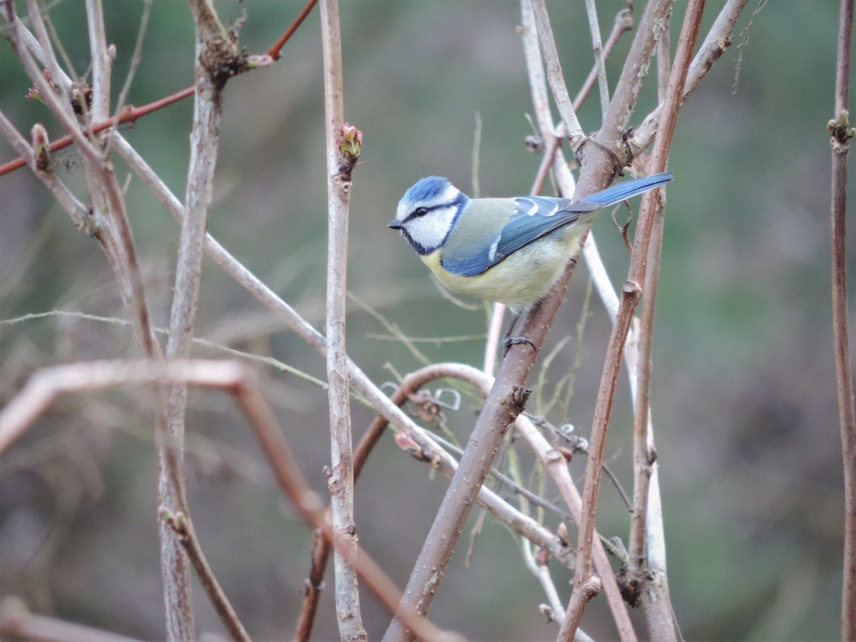 Eurasian Blue Tit - ML321531641