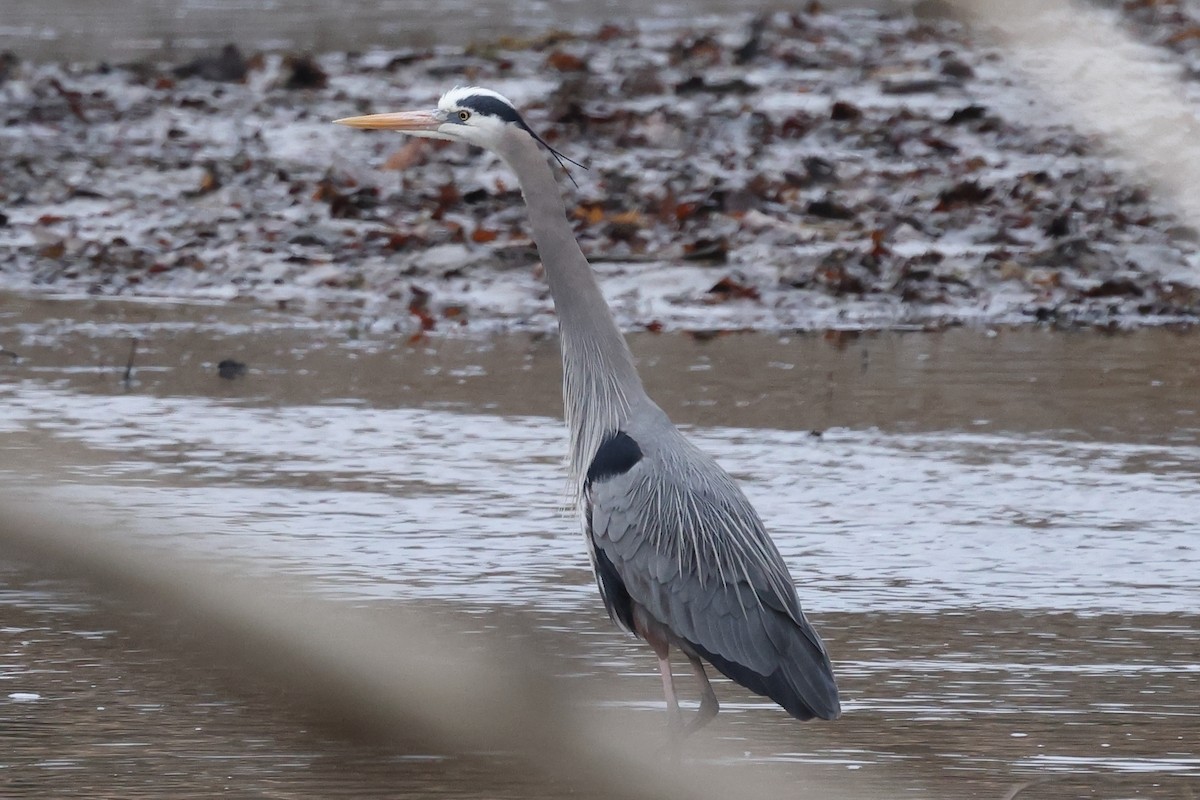 Great Blue Heron - ML321531751