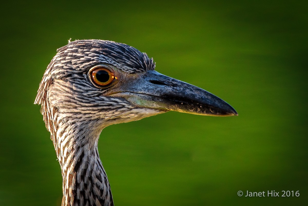 Yellow-crowned Night Heron - ML32153181