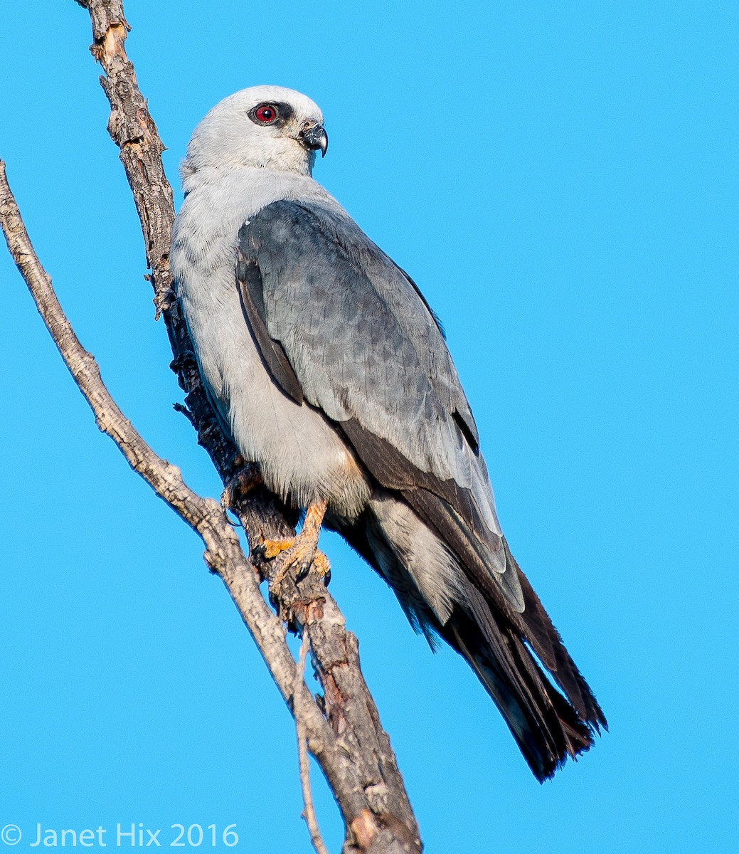 Mississippi Kite - ML32153231