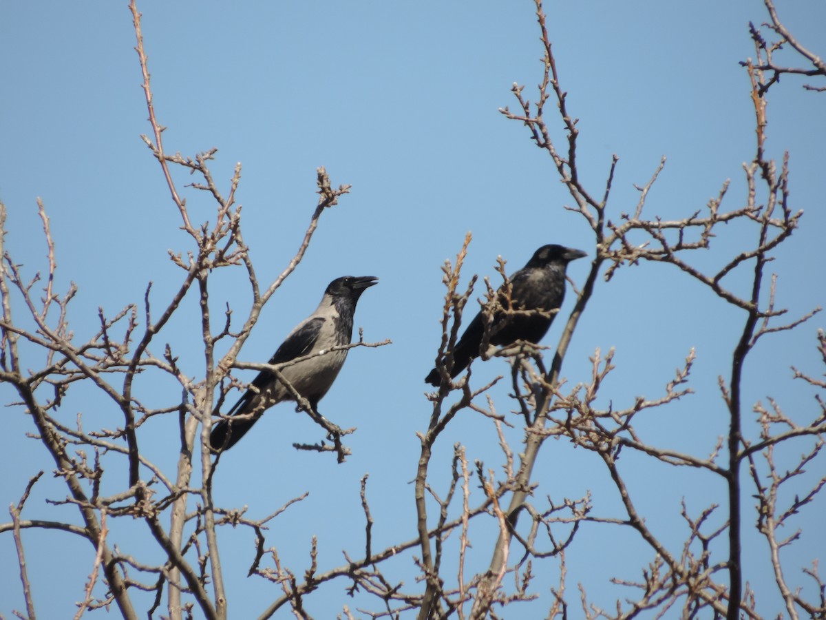 Hooded Crow - ML321532351