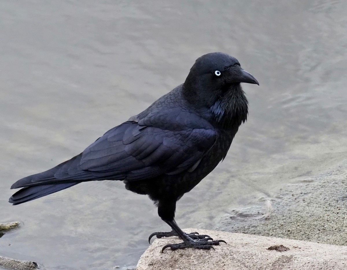 Australian Raven - ML321533271