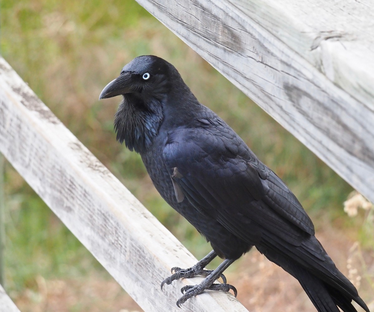 Australian Raven - ML321533281