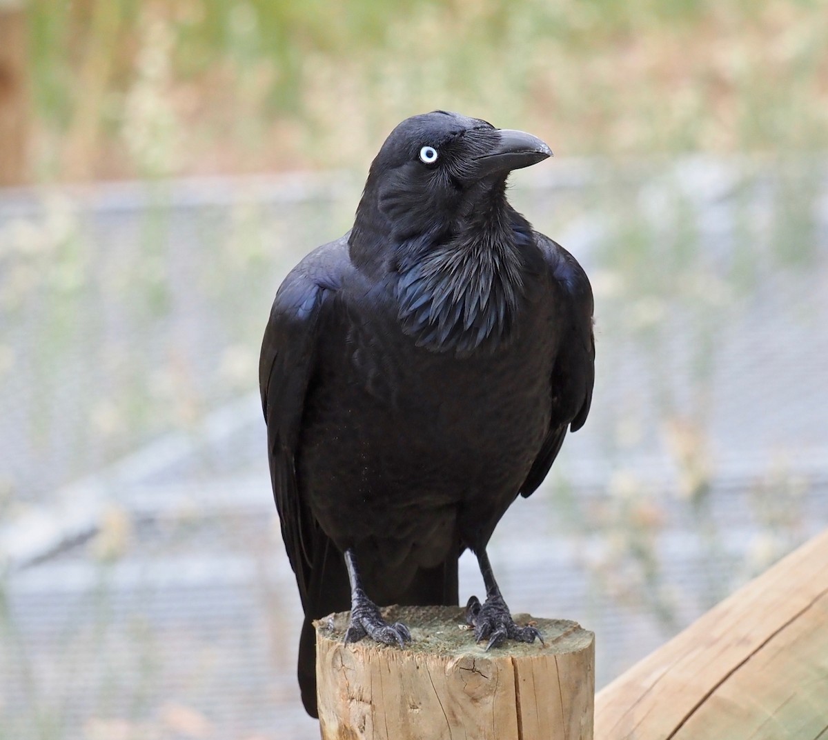 Australian Raven - ML321533301