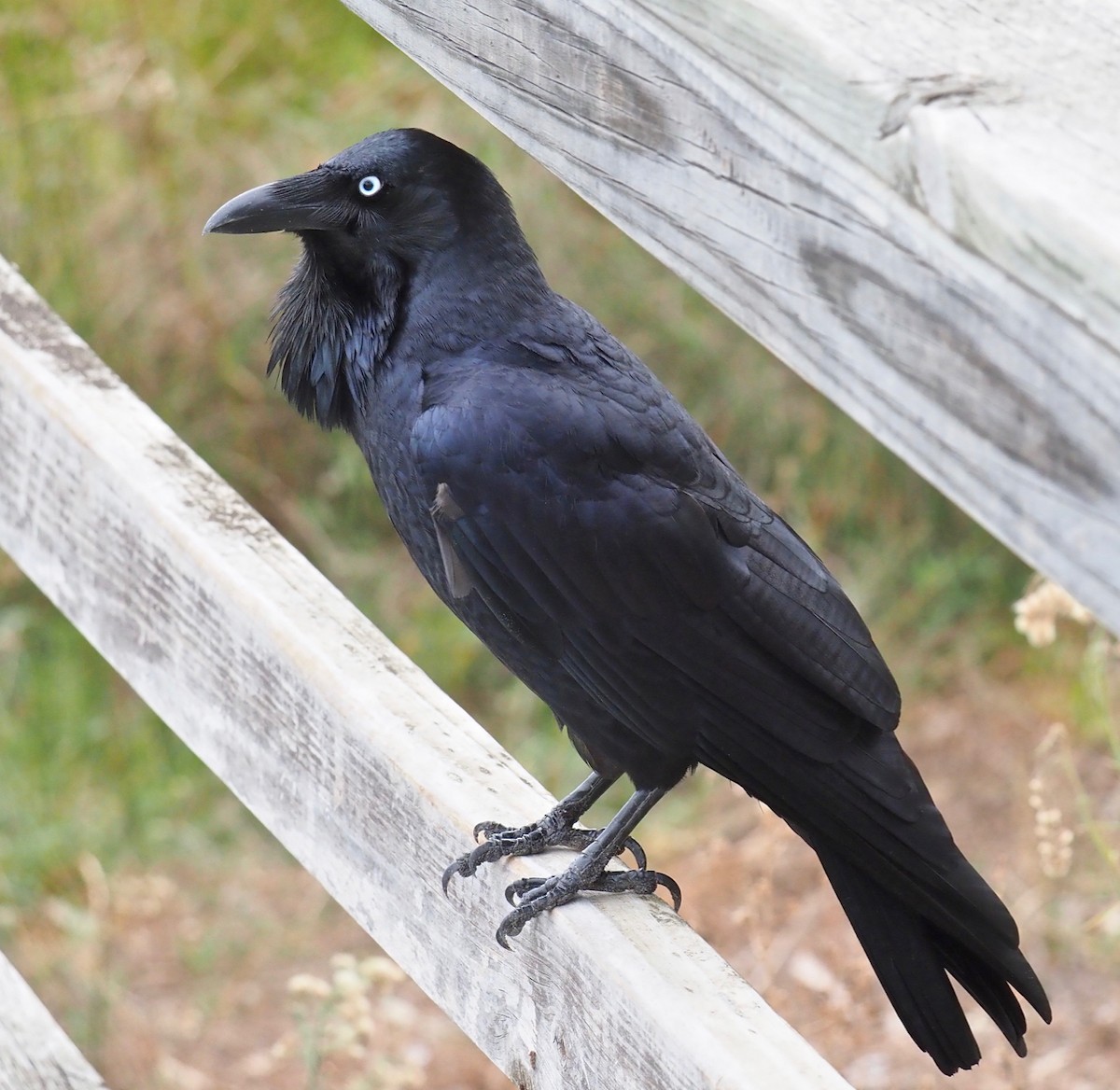 Australian Raven - ML321533311