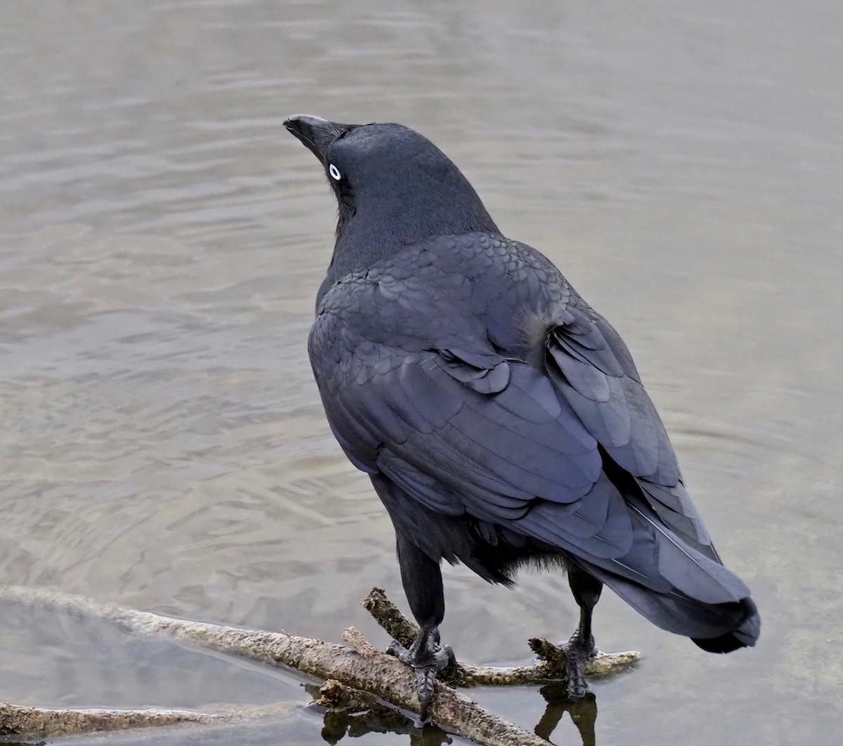 Australian Raven - ML321533321