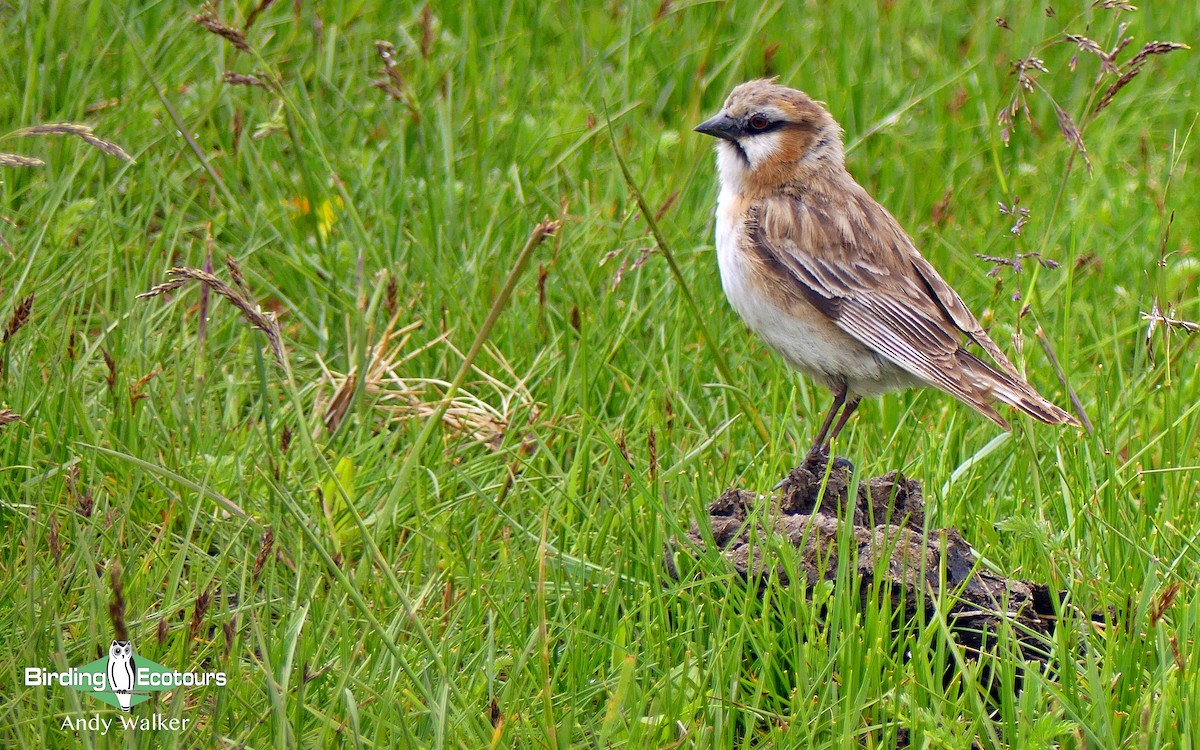 Rufous-necked Snowfinch - Andy Walker - Birding Ecotours