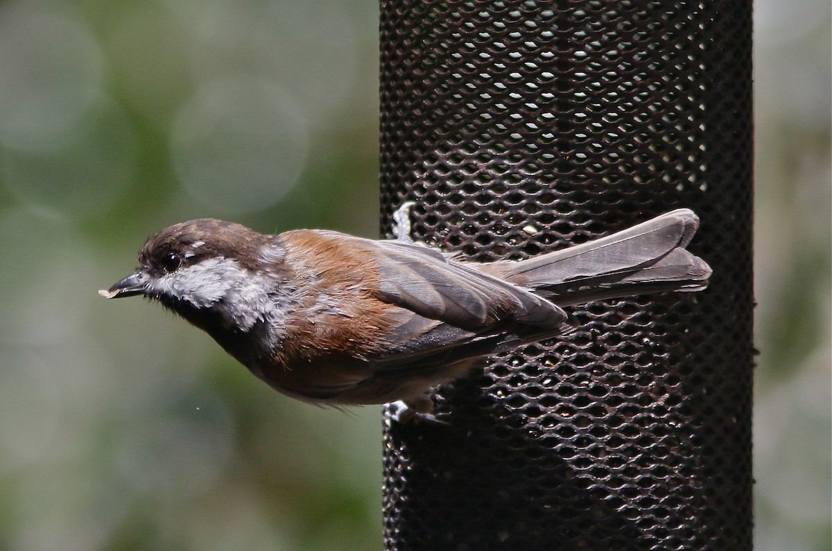 Chestnut-backed Chickadee - Don Roberson