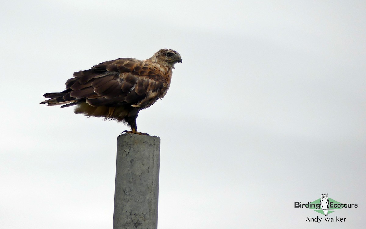 Upland Buzzard - ML321537831