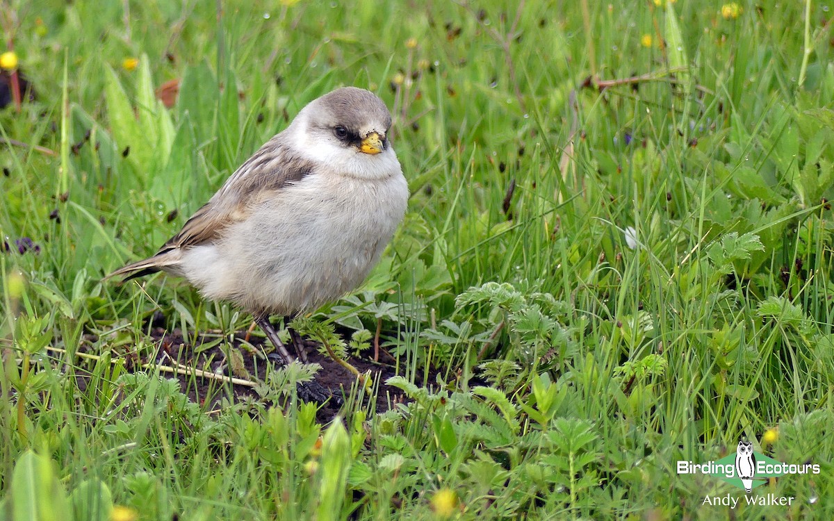 White-rumped Snowfinch - Andy Walker - Birding Ecotours