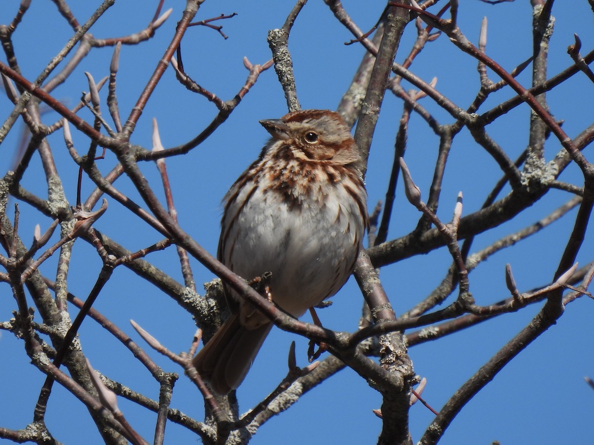 Song Sparrow - Matthew Gilbert