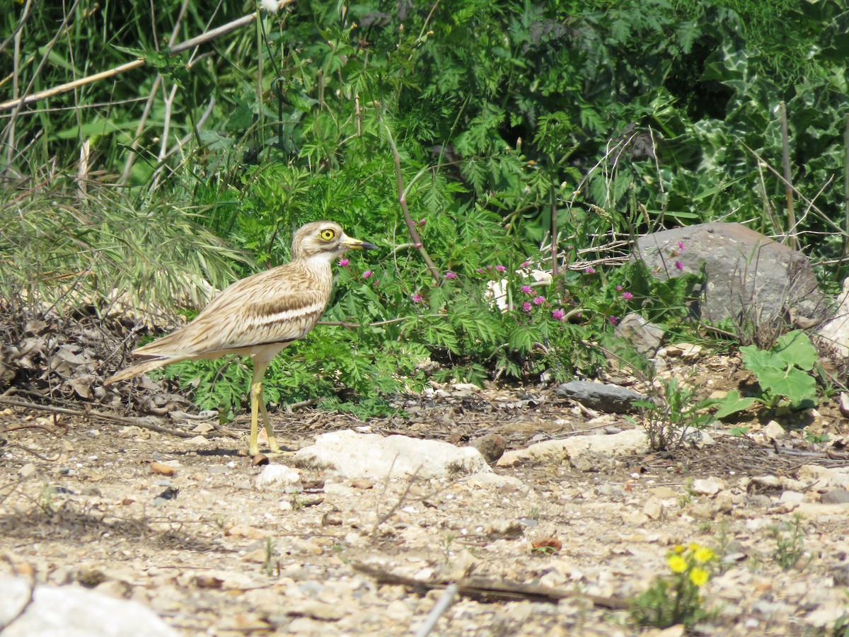 Eurasian Thick-knee - ML321539261