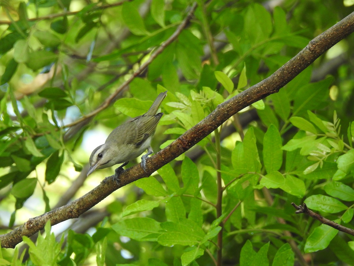 Black-whiskered Vireo - Linda J. Barry
