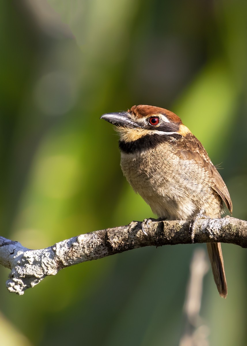 Chestnut-capped Puffbird - ML321541751