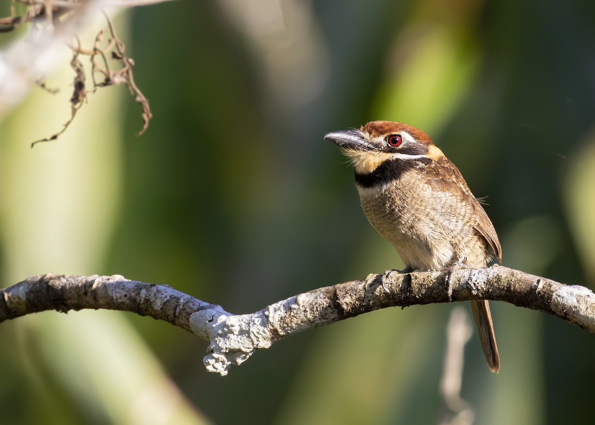 Chestnut-capped Puffbird - ML321541771