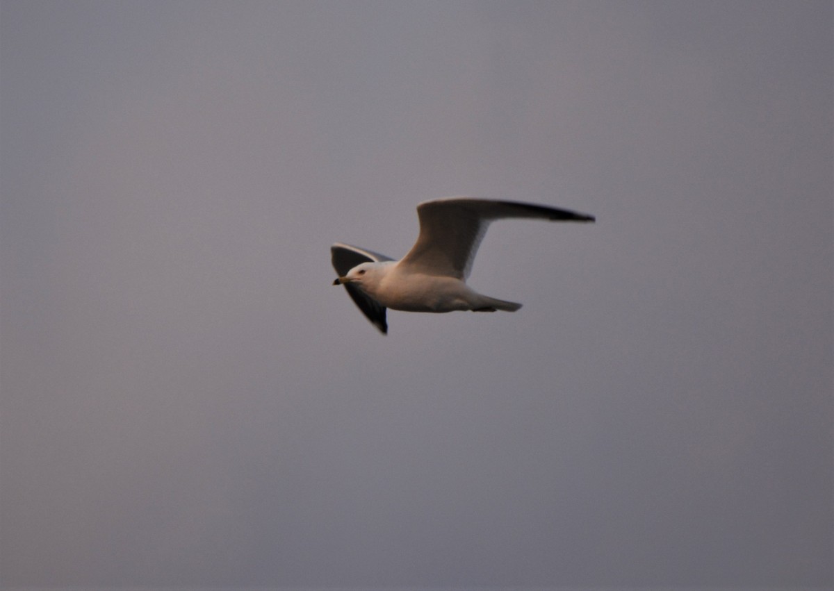 Ring-billed Gull - Sam Greene