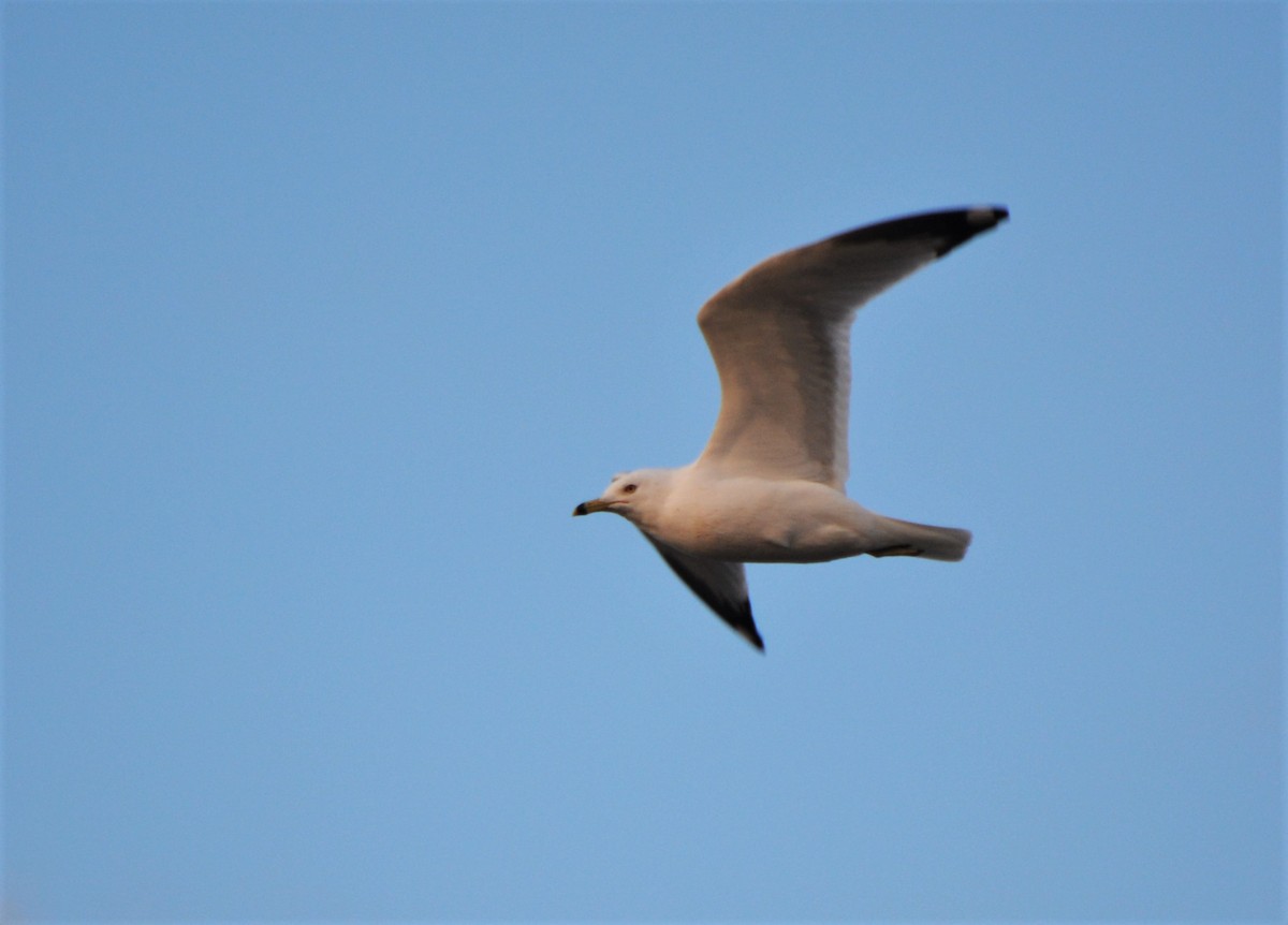 Ring-billed Gull - ML321542081