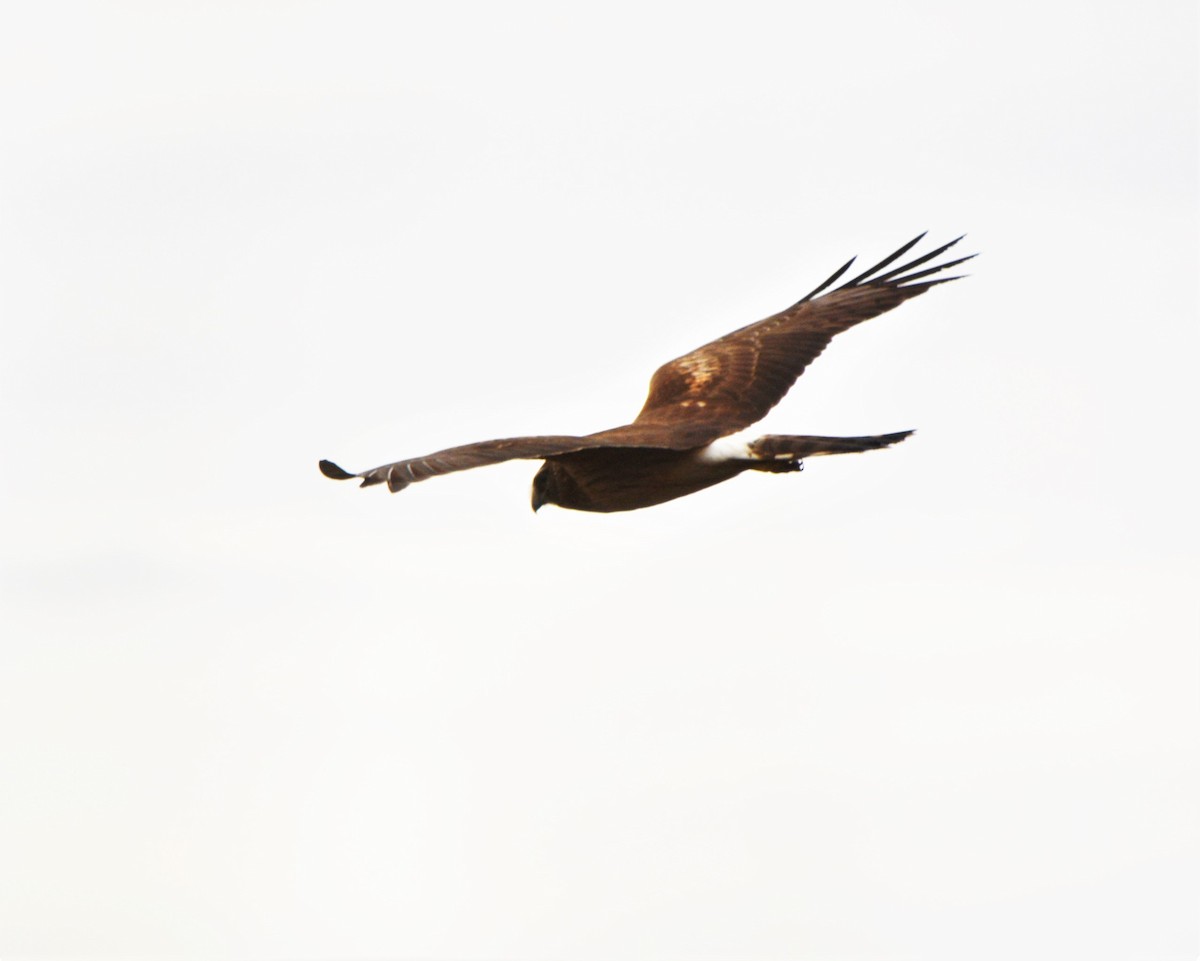 Northern Harrier - Sam Greene