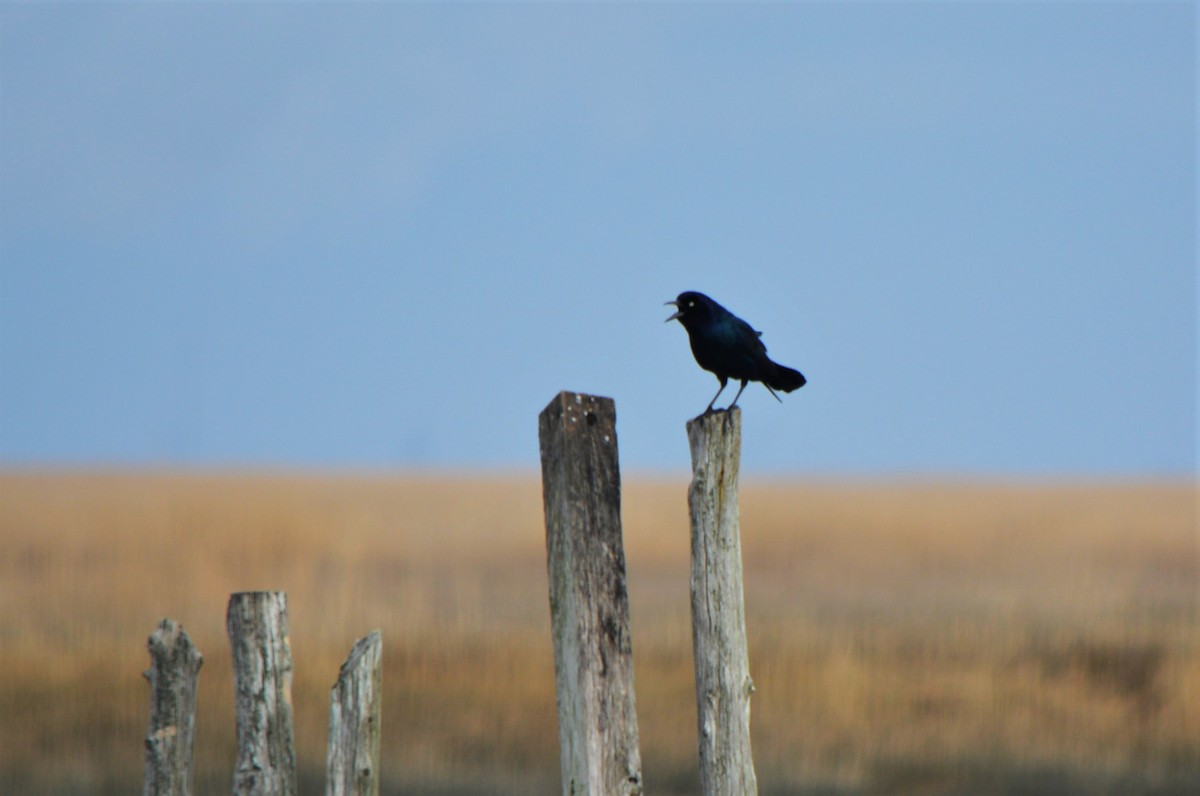 Boat-tailed Grackle - Sam Greene