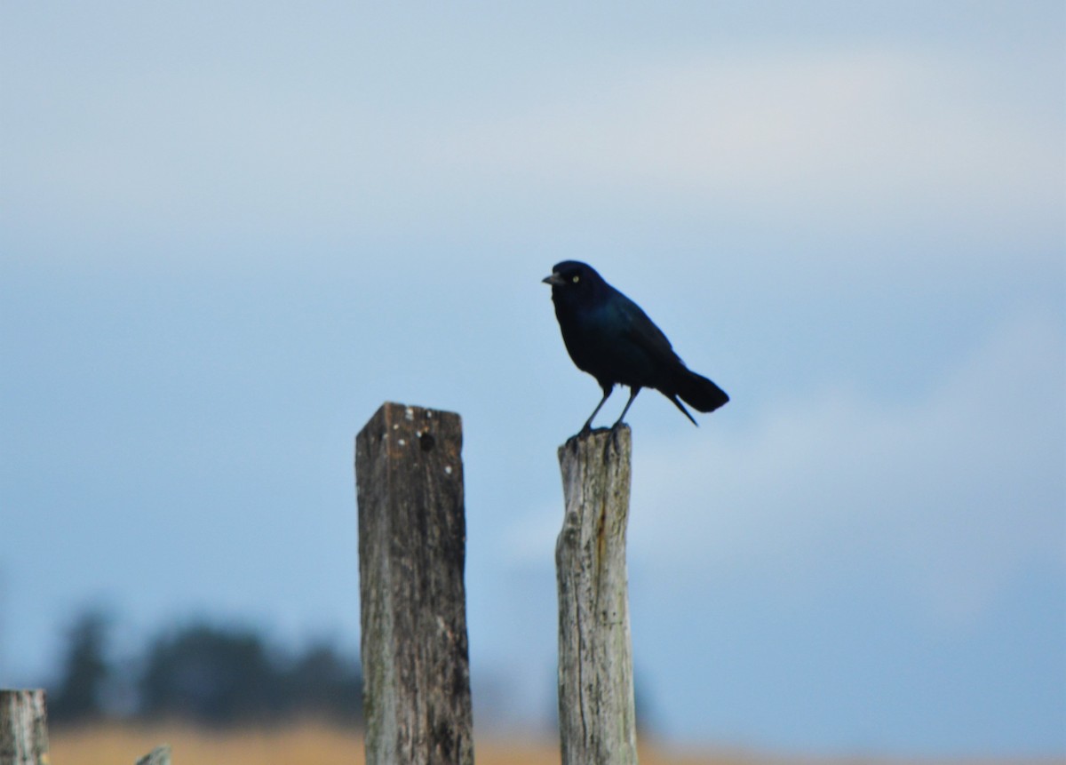 Boat-tailed Grackle - ML321542171