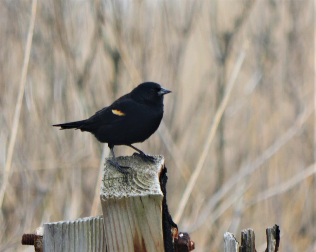 Red-winged Blackbird - ML321542201