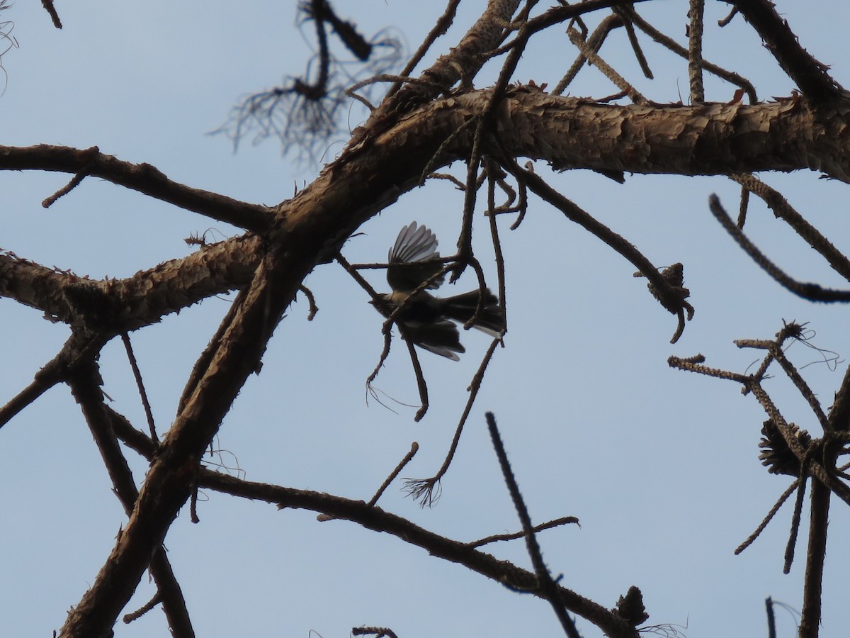 White-throated Fantail - ML321542711