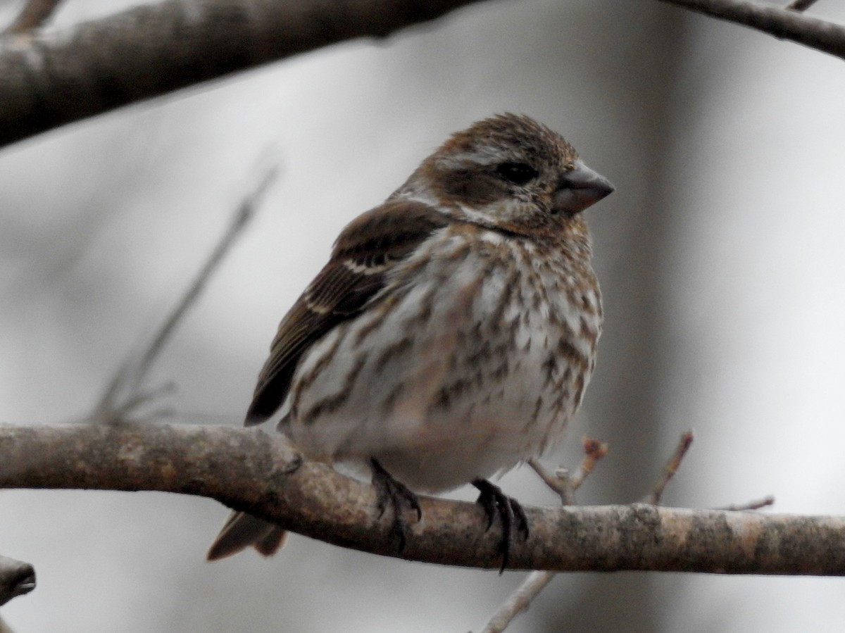 Purple Finch - ML321544511