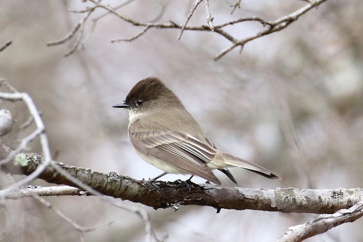 Eastern Phoebe - ML321545651