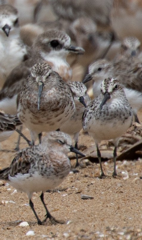 Broad-billed Sandpiper - ML321546071