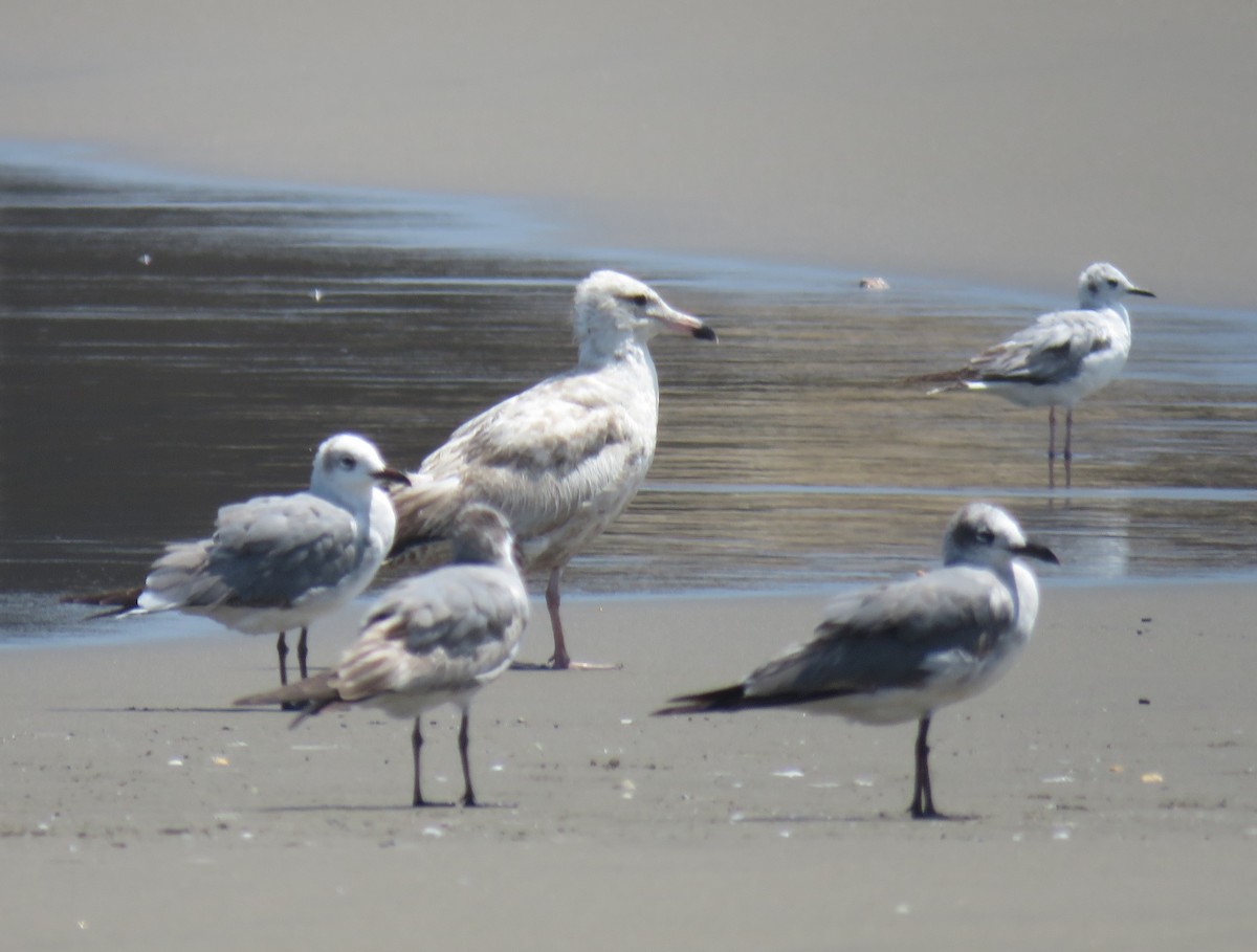 Bonaparte's Gull - ML321547011