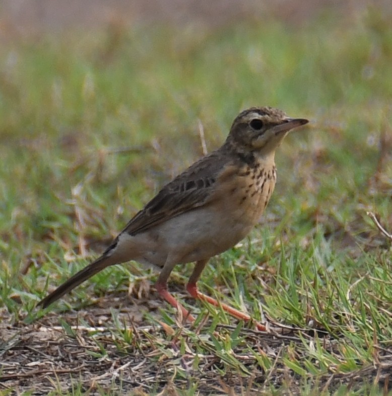 Paddyfield Pipit - ML321547541