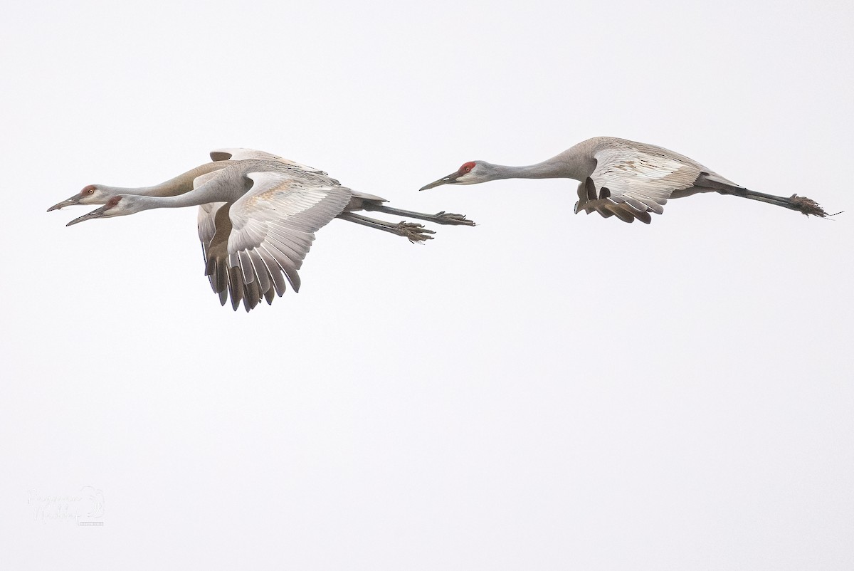 kanadatrane - ML321549021