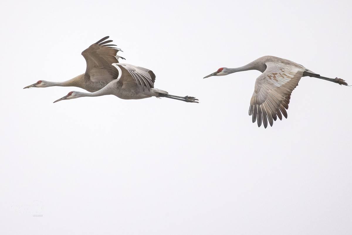 kanadatrane - ML321549091