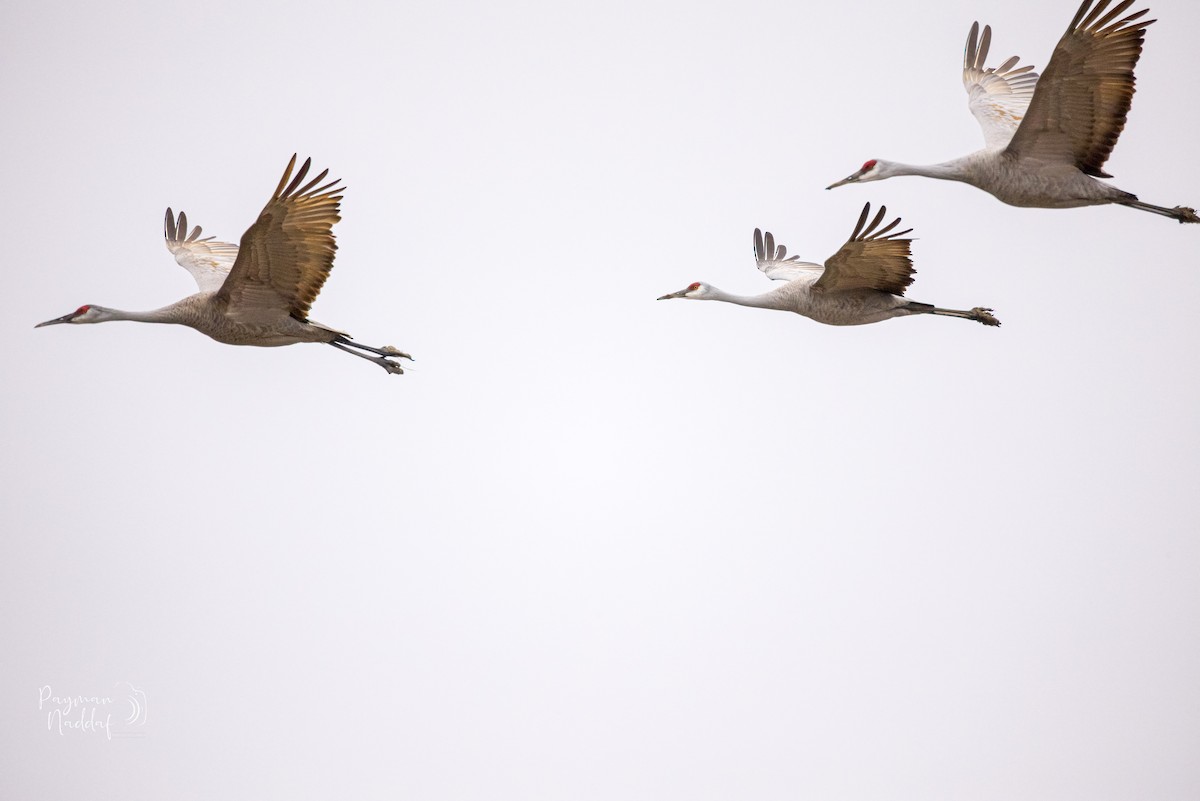 kanadatrane - ML321549161