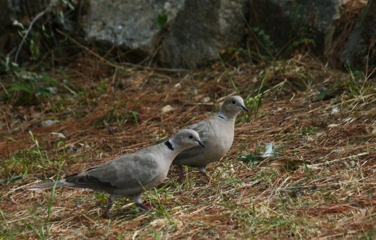 Eurasian Collared-Dove - Dijana  Serhatlic