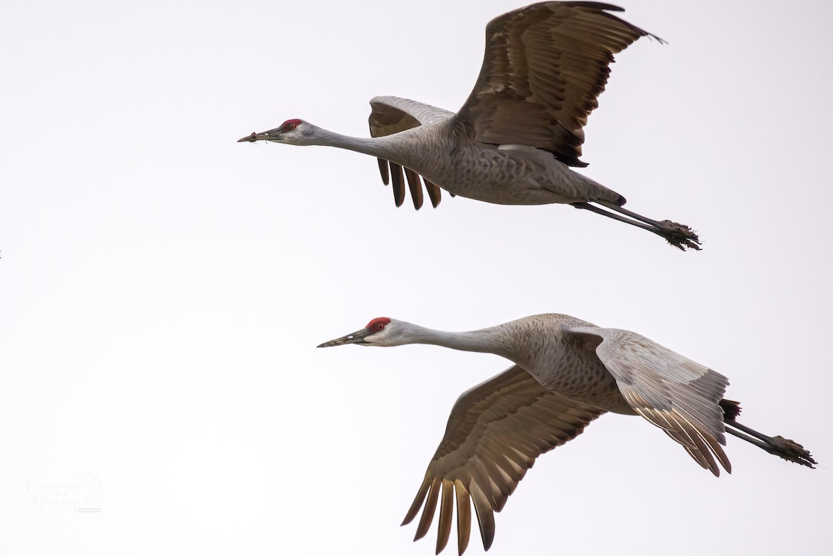 kanadatrane - ML321549231