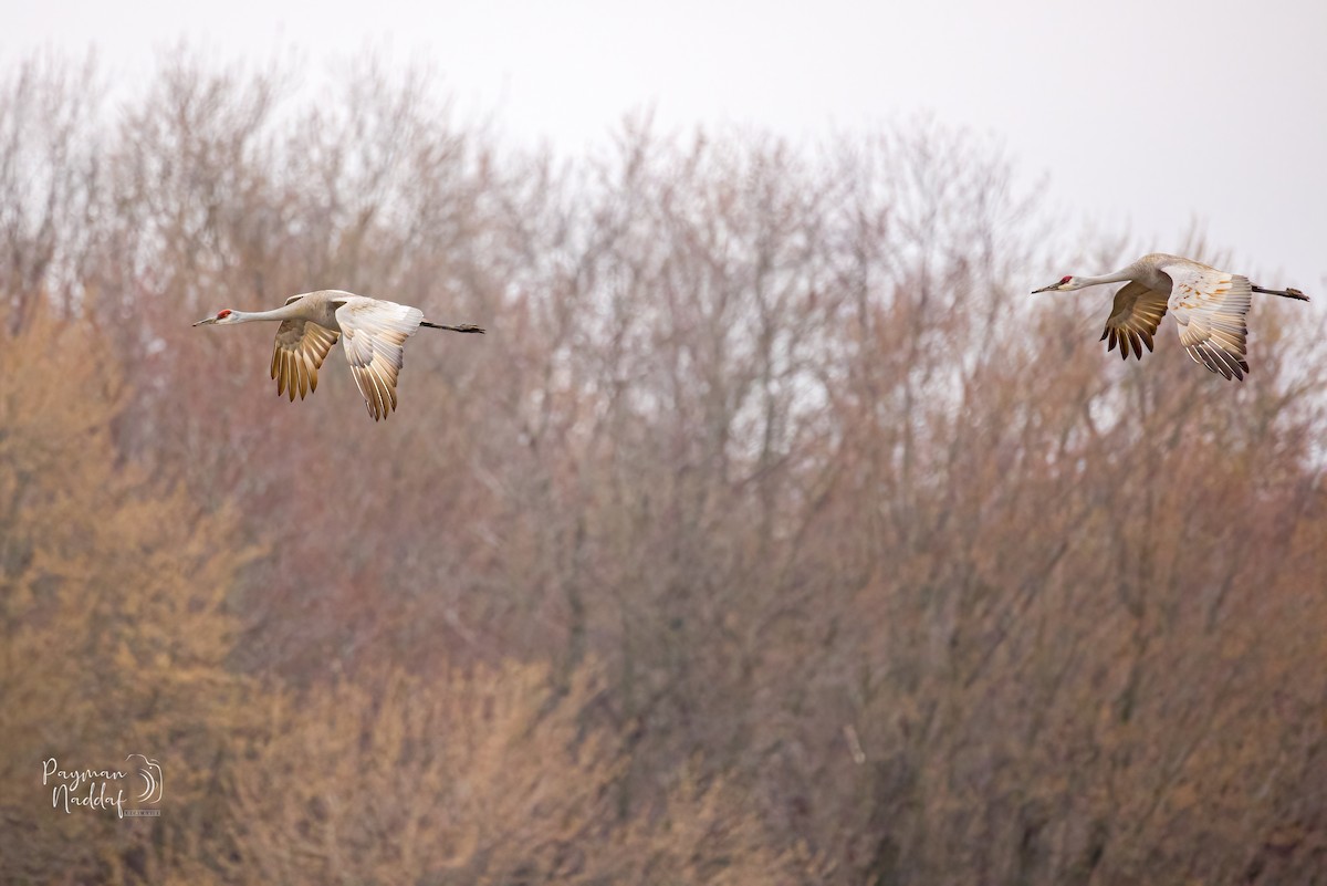 kanadatrane - ML321549241