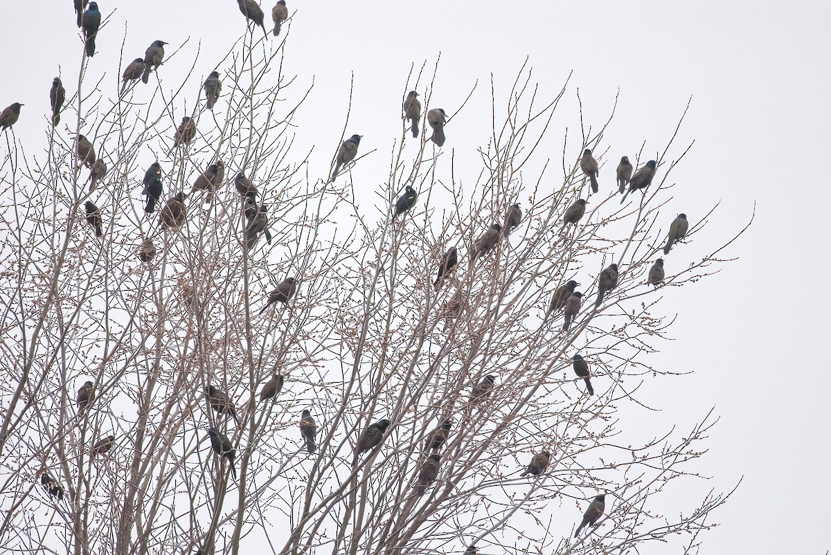 glanstrupial - ML321549281