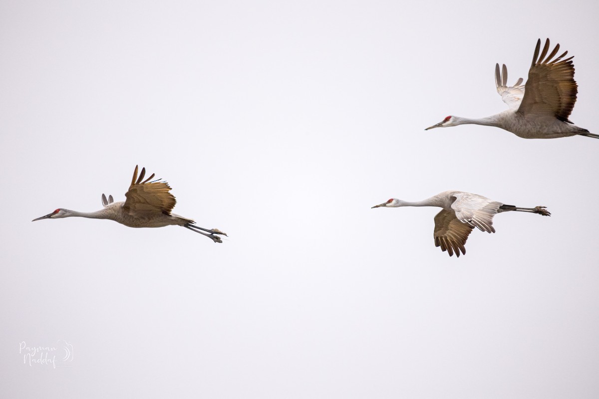 kanadatrane - ML321549321