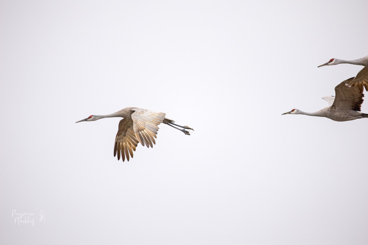 kanadatrane - ML321549331