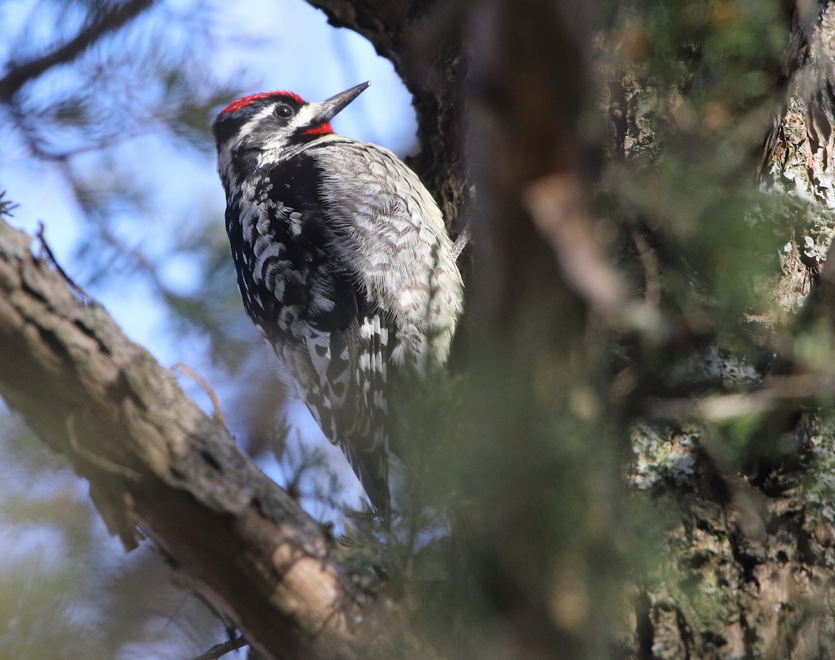 Yellow-bellied Sapsucker - ML321549661