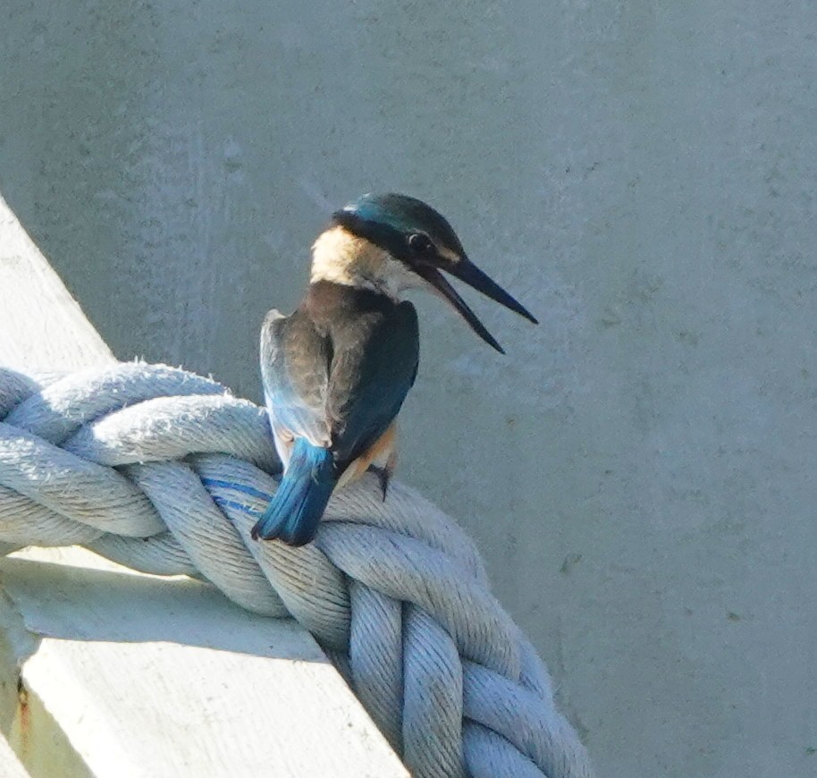 Melanesian Kingfisher (Bougainville-Guadalcanal) - ML321550051