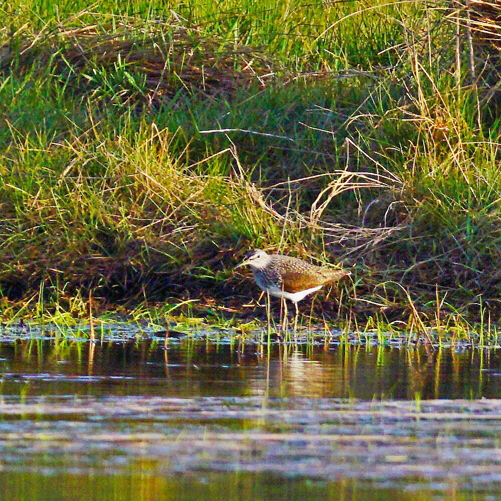 Green Sandpiper - ML321551501