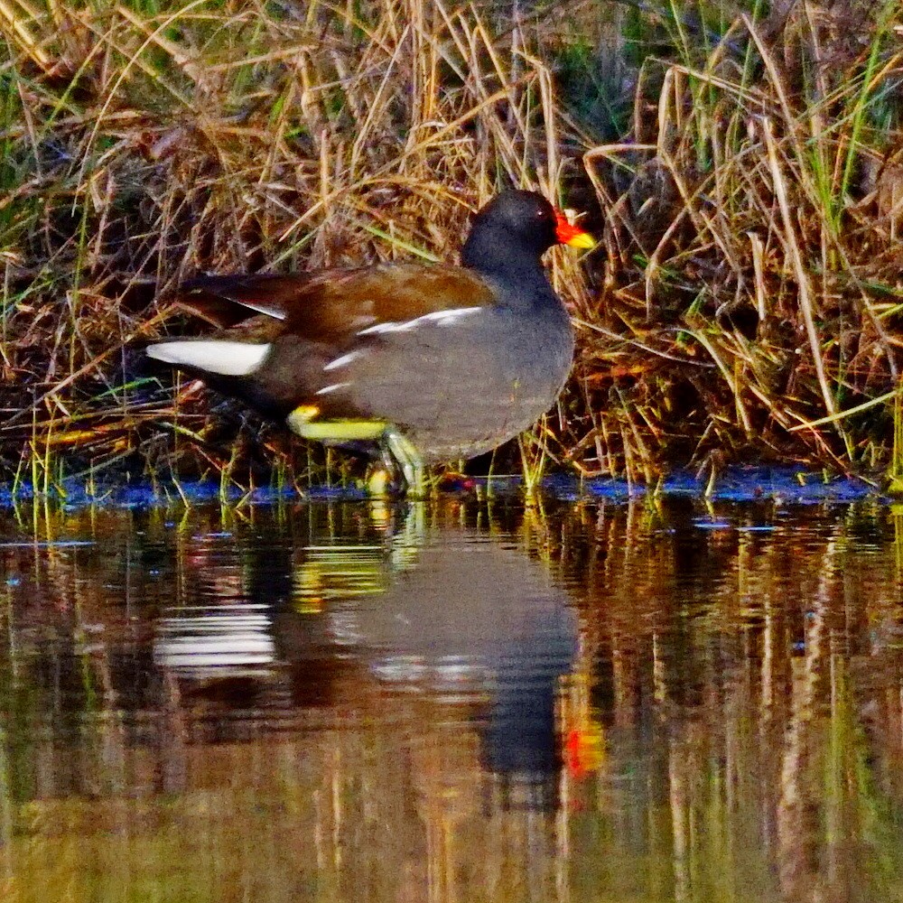 Eurasian Moorhen - ML321551681