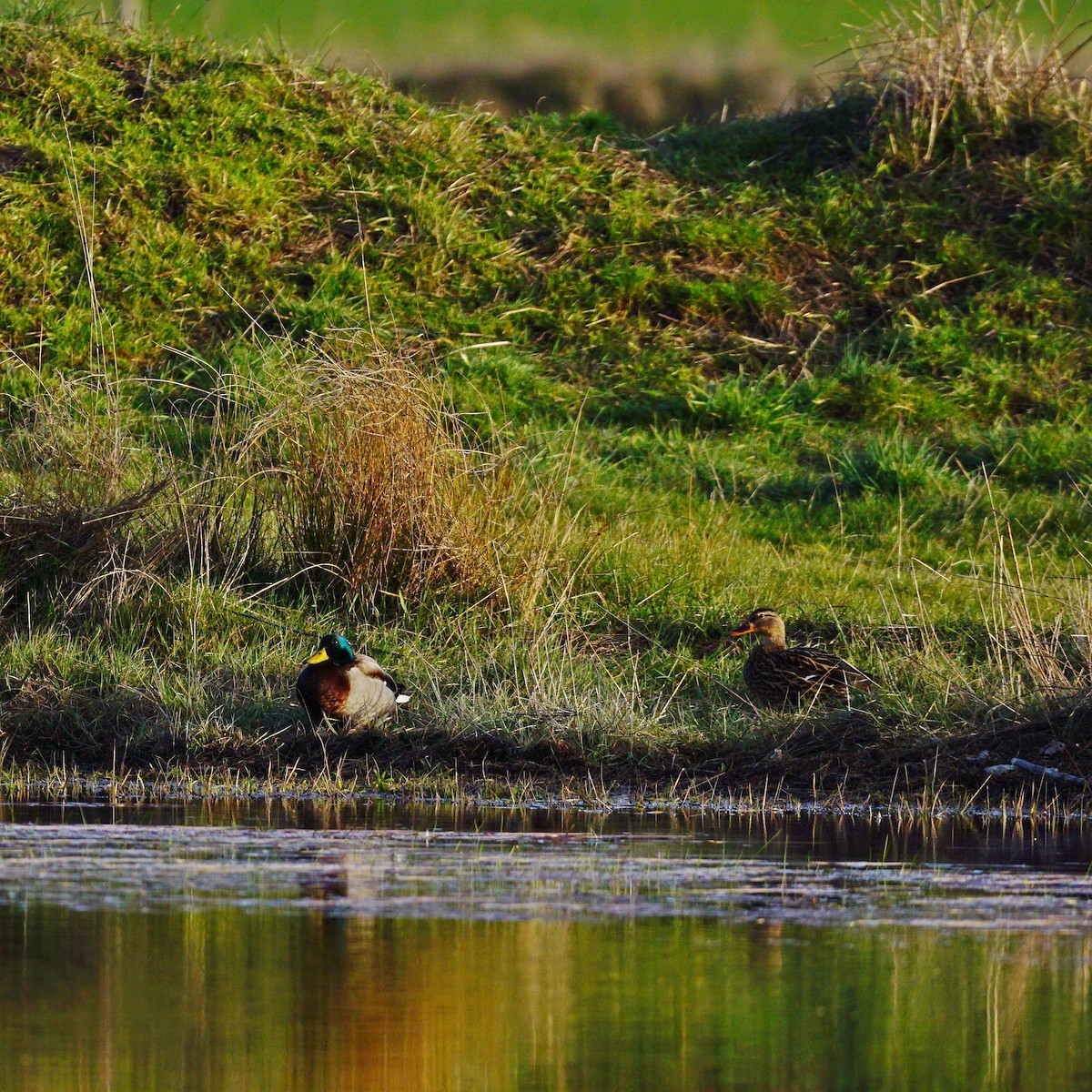 Canard colvert - ML321551691