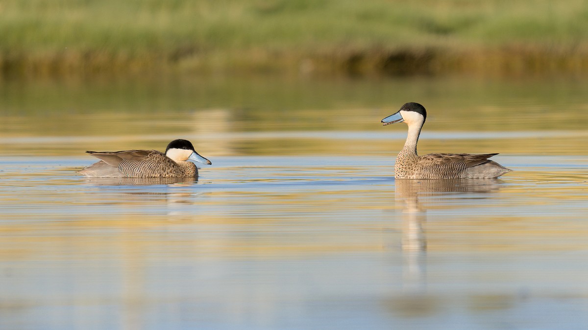 Puna Teal - ML321552331