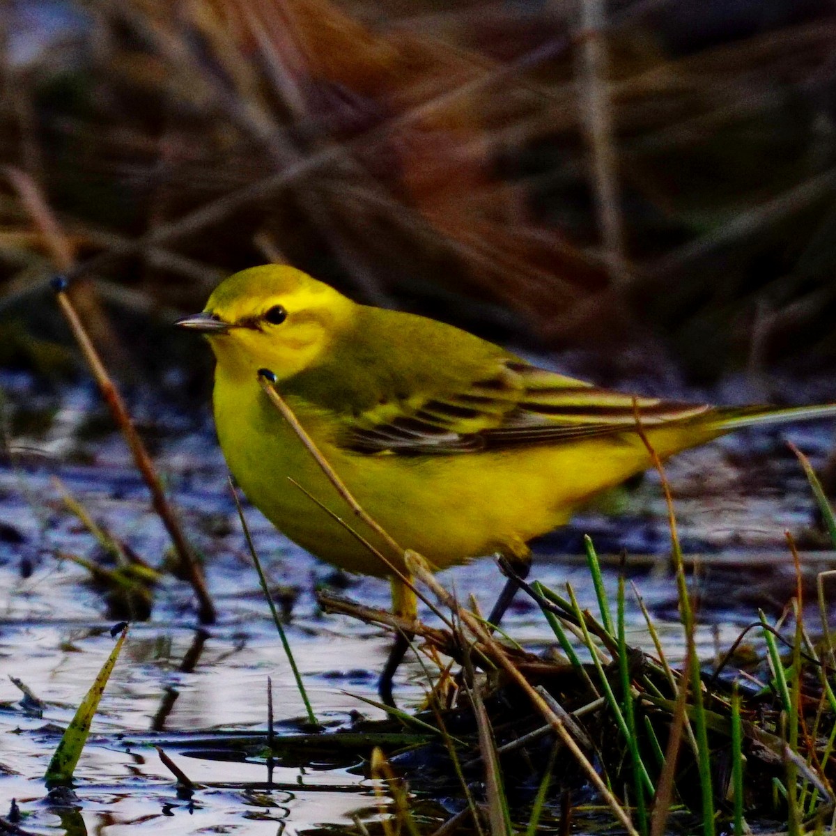 Western Yellow Wagtail - ML321552341