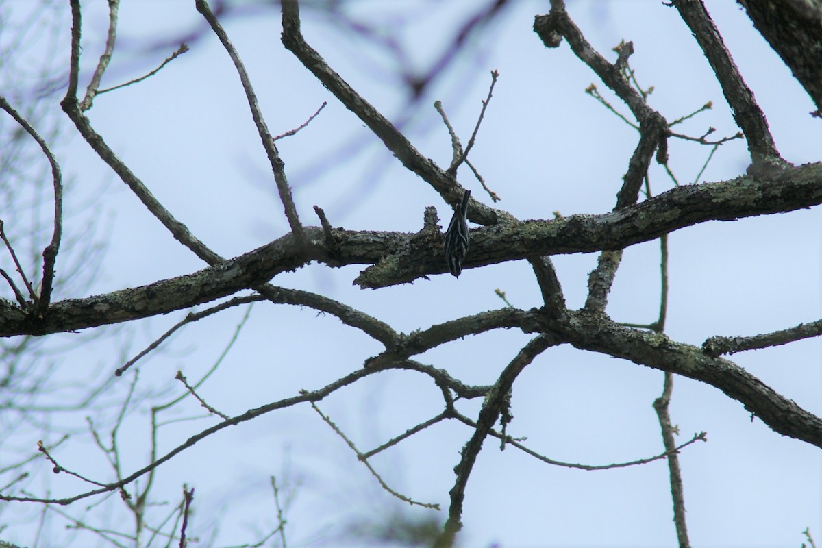 Black-and-white Warbler - ML321553381
