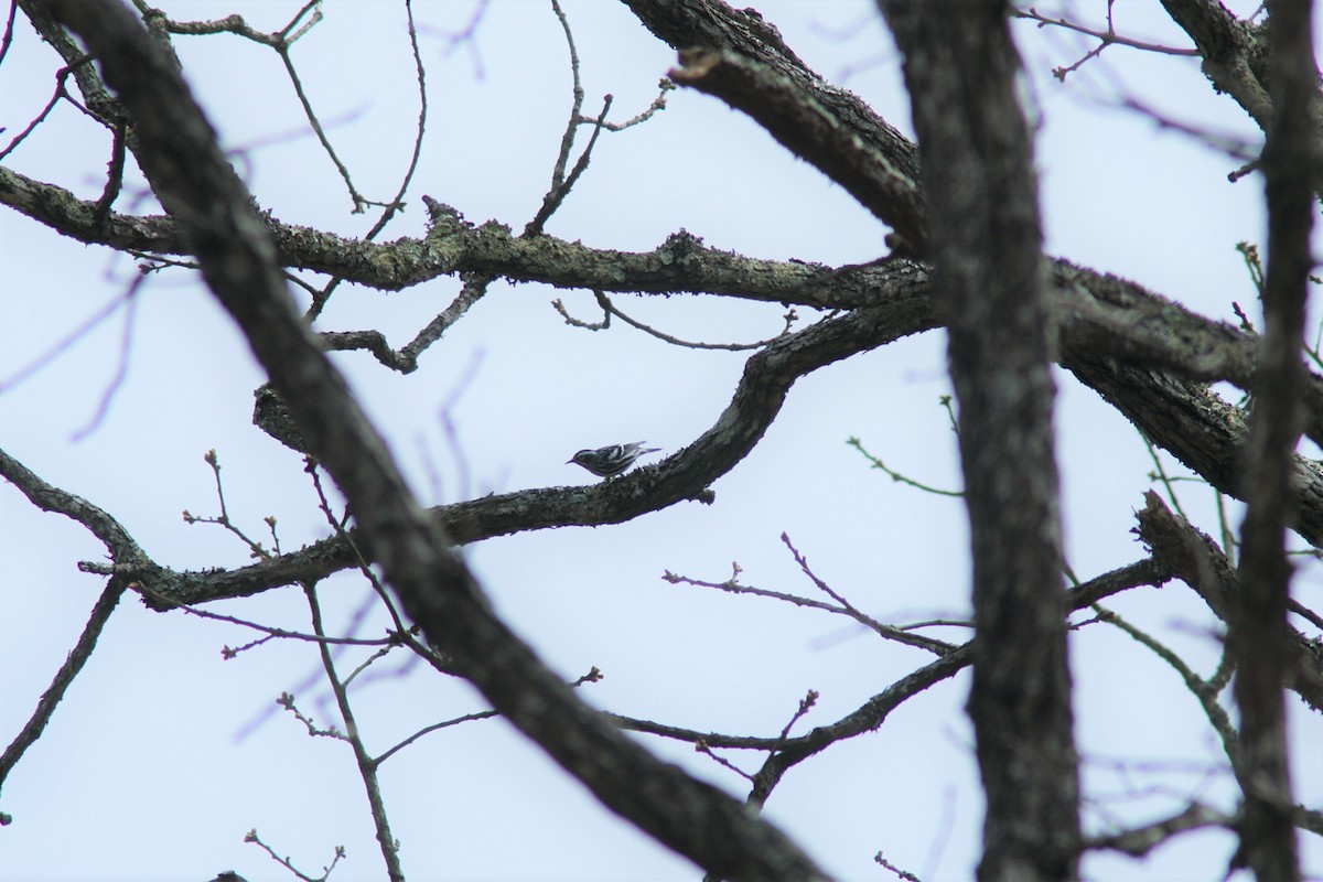 Black-and-white Warbler - ML321553391